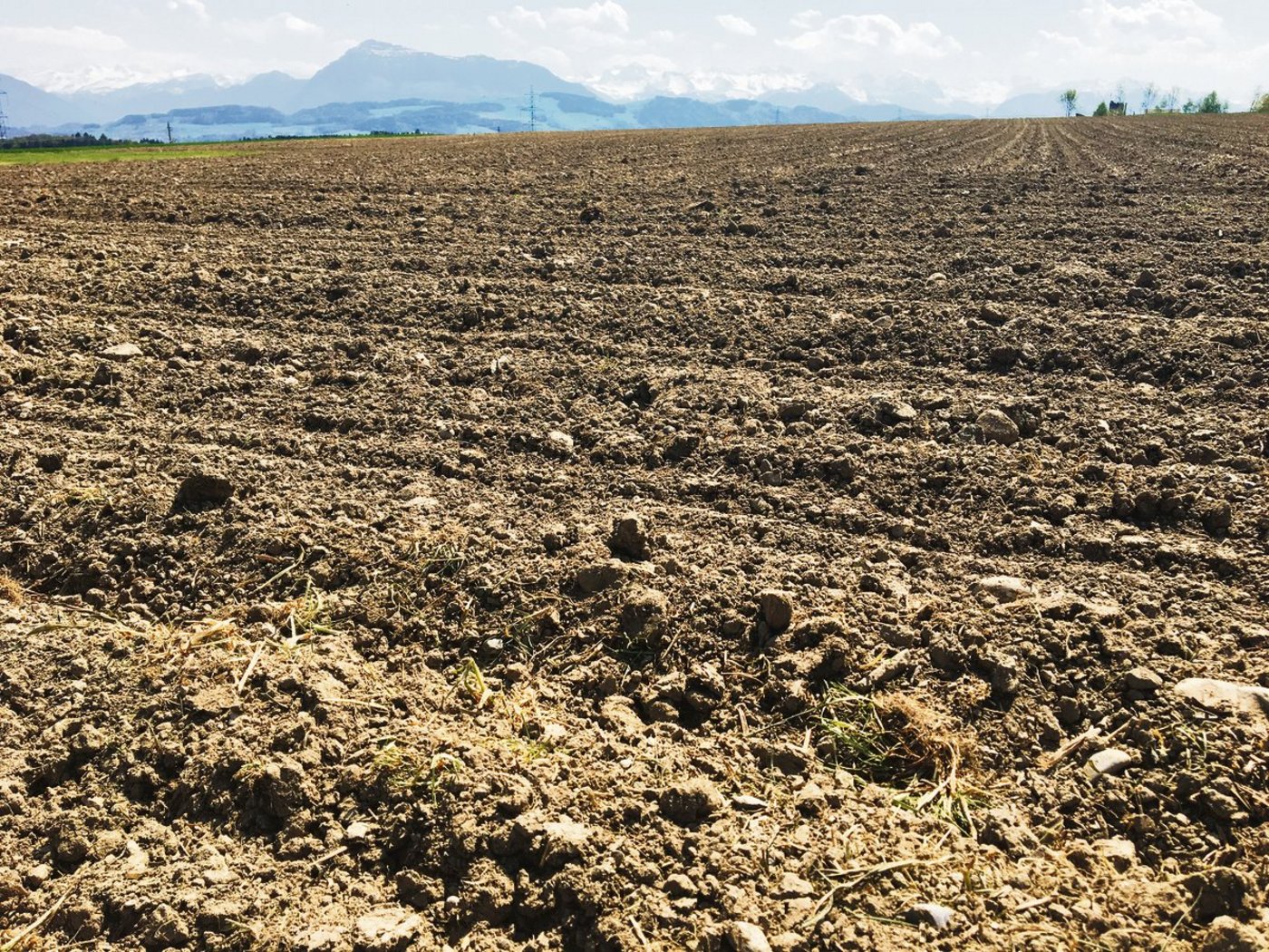 Nicht nur in Ackerböden sollte auf die Struktur und Zusammensetzung der Mineralstoffe mehr geachtet werden. Auch im Futterbau gibt es Potenzial für eine bessere Bodenfruchtbarkeit. (Bild js)