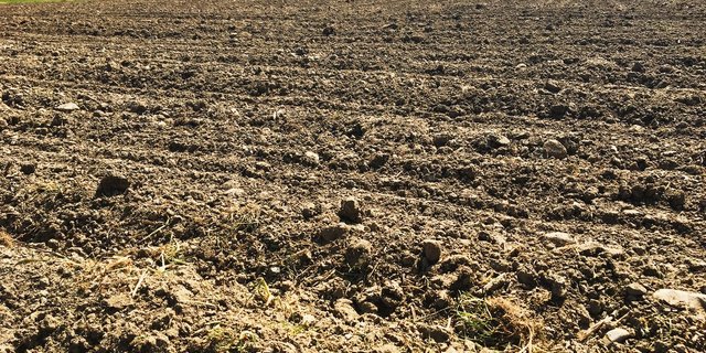 Nicht nur in Ackerböden sollte auf die Struktur und Zusammensetzung der Mineralstoffe mehr geachtet werden. Auch im Futterbau gibt es Potenzial für eine bessere Bodenfruchtbarkeit. (Bild js)