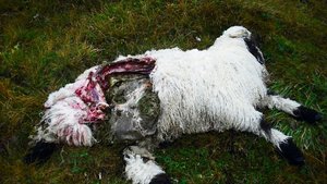 Solche Bilder will m Solche Bilder will man im Wallis nicht mehr sehen. Die Abschussbestimmungen für den Wolf sollen gelockert werden.