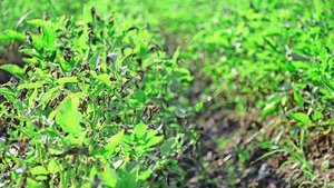 Die Krautfäule ist derzeit in praktisch jedem Kartoffelfeld sichtbar, doch es gibt grosse Unterschiede. Je nach Zustand und Entwicklungsstadium wird empfohlen, Bestände unterzufahren.