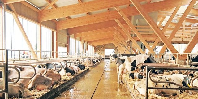 Kühe produzieren während des Liegens aufgrund der stärkeren Durchblutung des Euters einen grossen Anteil der Milch. Deshalb sollte das Läger unter anderem genügend lang sein, damit sich die Kühe gerne hinlegen.