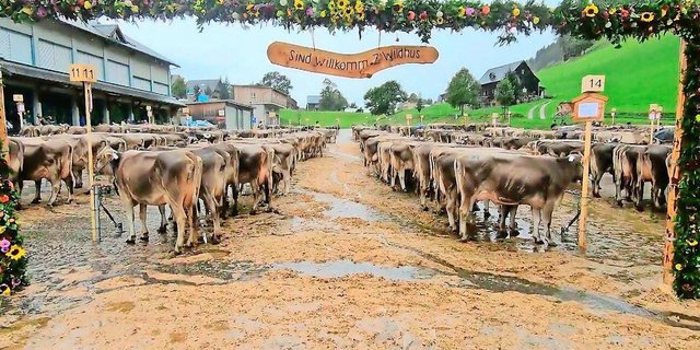 Die Wetterbedingungen in Wildhaus waren nicht optimal, doch auf dem Schauplatz liess man sich die Laune nicht verderben. 