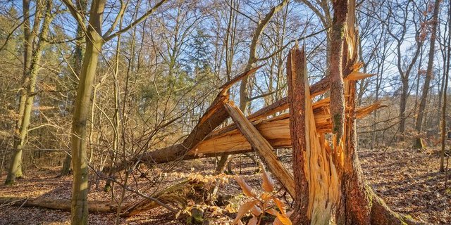 Trockenheit und Stürme haben im Berner Wald Spuren hinterlassen. Doch ist aufgrund von Corona kaum mehr eine Nachfrage nach Holz vorhanden. ( Bild lid)