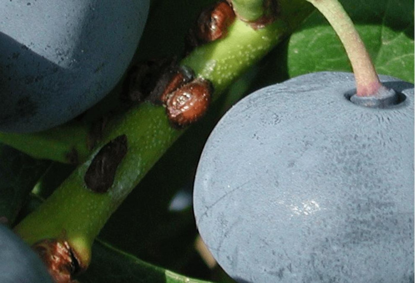 Mobile Stadien von Schildläusen führen zu klebrigen Russtau-Verunreinigungen an Heidelbeerfrüchten. (Bild zVg)