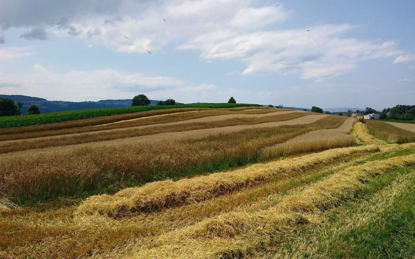 Die Streifen werden der Arbeitsbreite der eingesetzten Maschinen angepasst. Es sind verschiedene Kulturkombinationen möglich. 