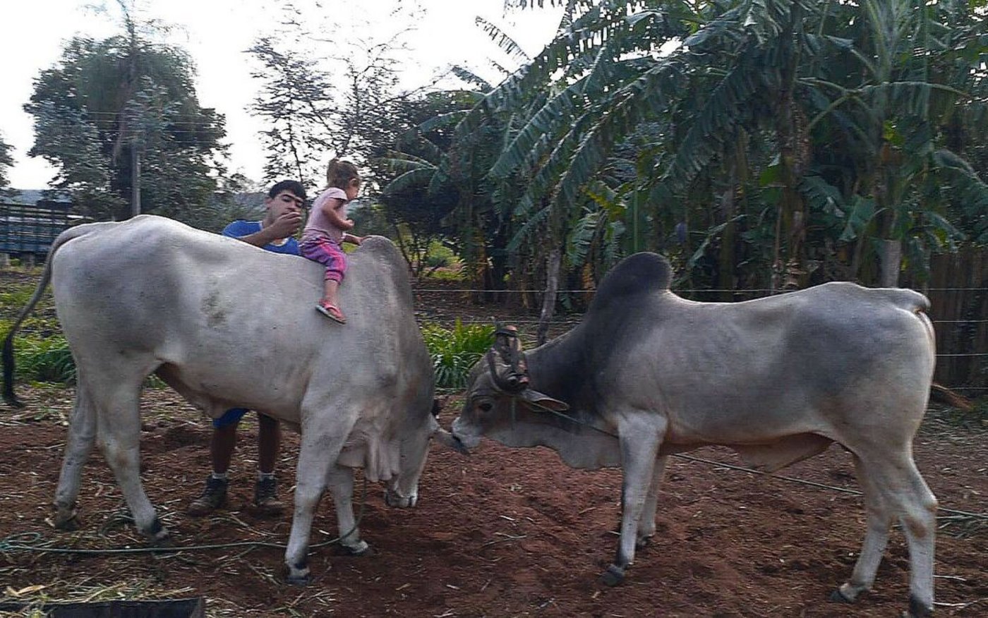 Zebu-Muni Roco lässt Michèle Hubers Tochter Gabriela sogar auf sich reitet. Papa Victor passt auf. Der etwas kleinere Muni Nilo ist noch zahmer und schnuppert interessiert.