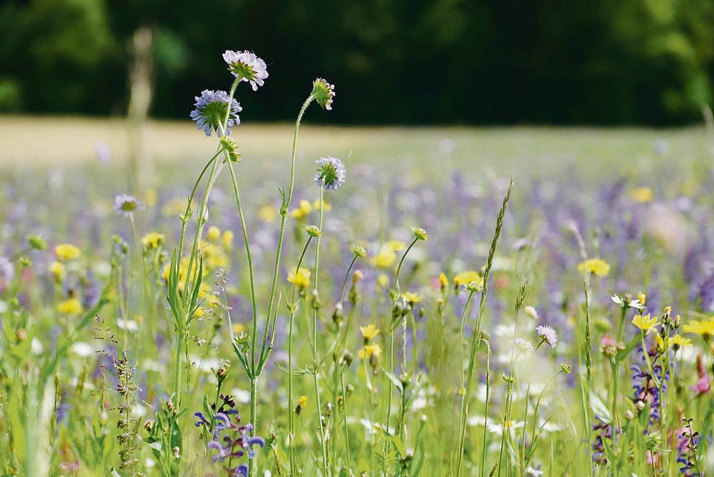 Eine Artenreiche Blumenwiese: Der ZBV plädiert dafür, bei der Förderung der Biodiversität auf möglichst vielen bestehenden Flächen die Qualitätsstufe 2 anzustreben.(Bild BauZ)