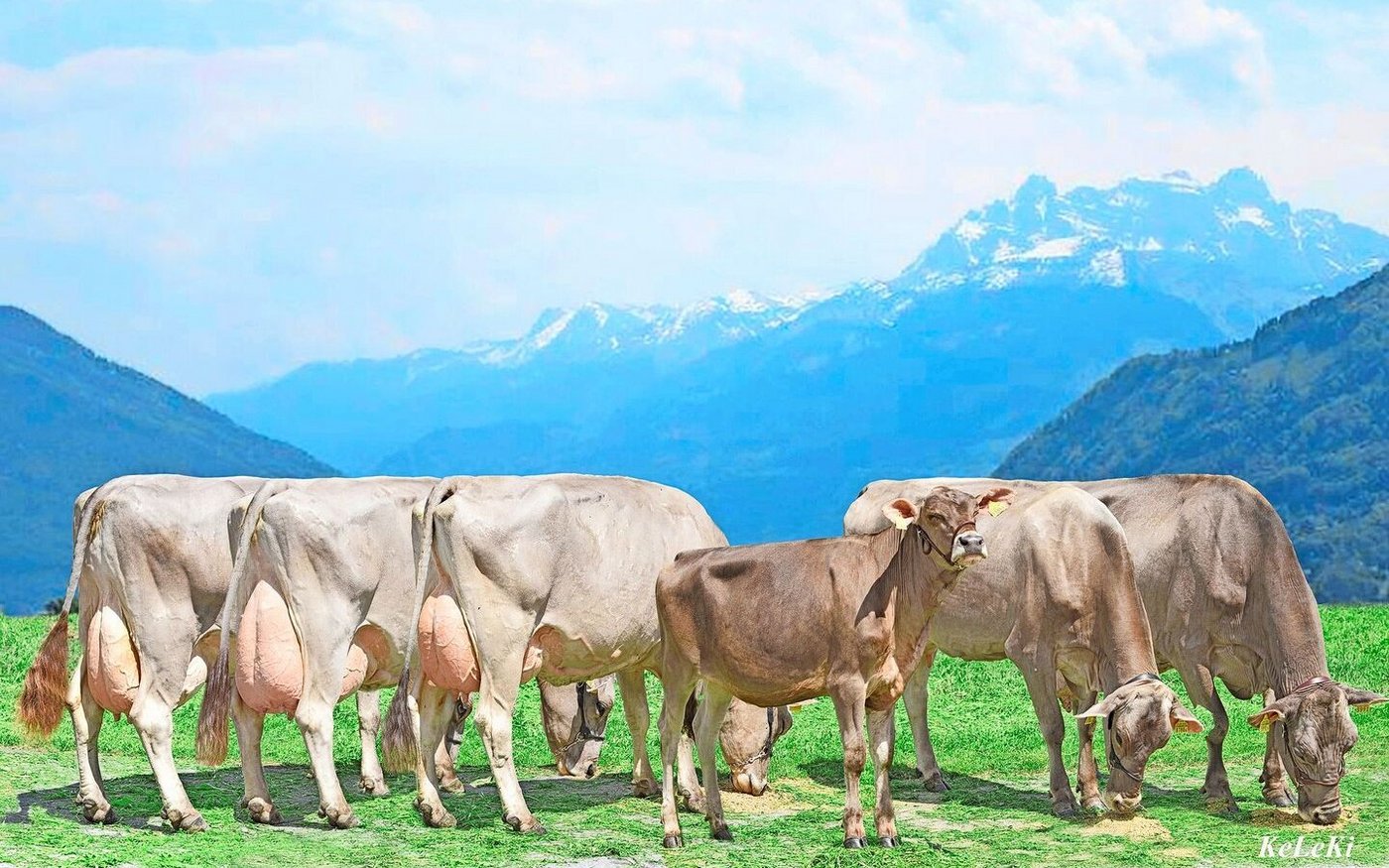 Von der Stammkuh Jardot Zeisi konnte die Familie Diethelm 2017 sechs Generationen präsentieren.