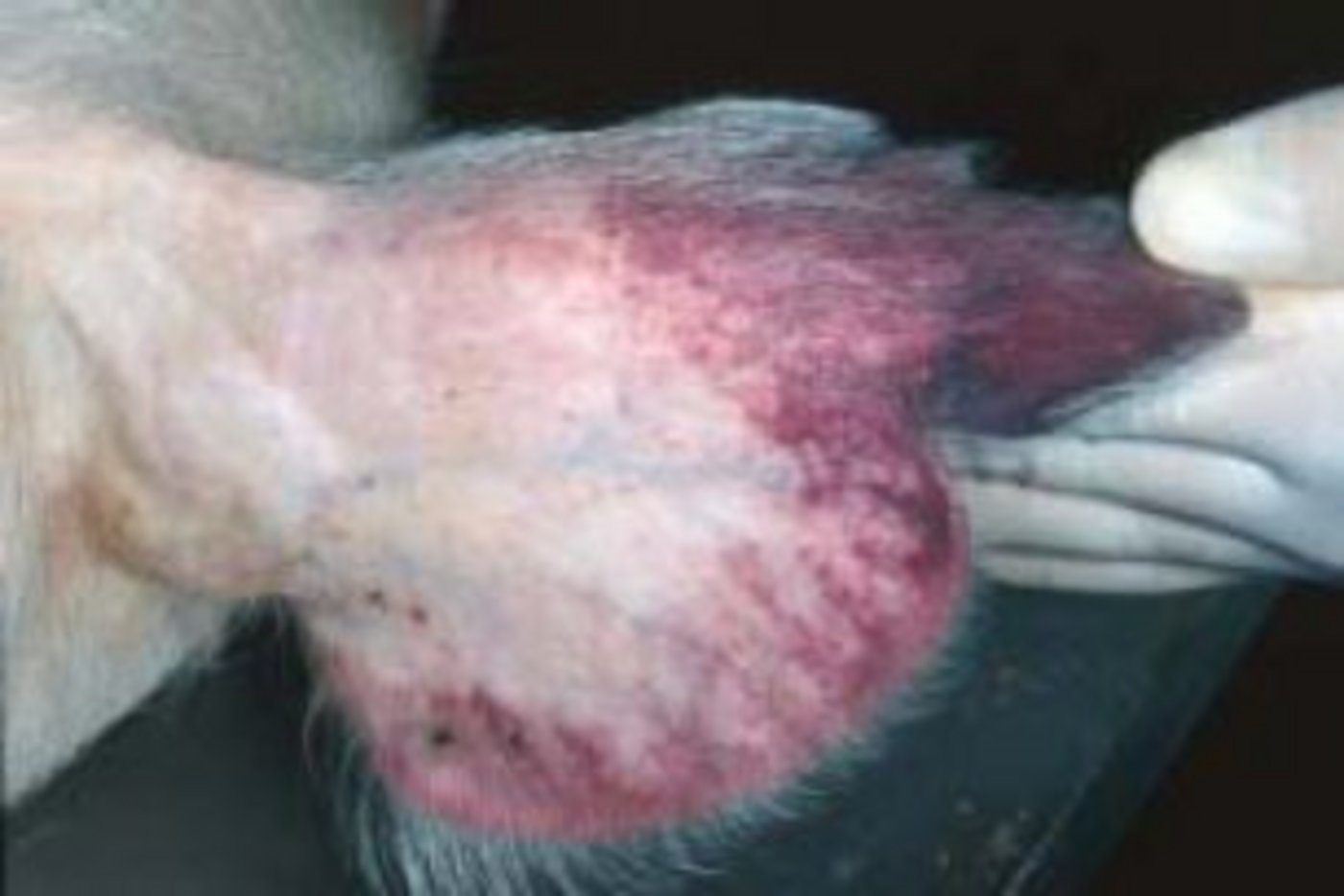 Petechiale Blutungen der Ohrmuschel bei einem erkrankten Schwein. (Bild: joelmills)