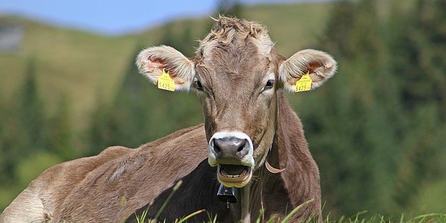 Eine deutsche Wanderin wurde von einer Kuhherde getötet. (Bild Pixabay)