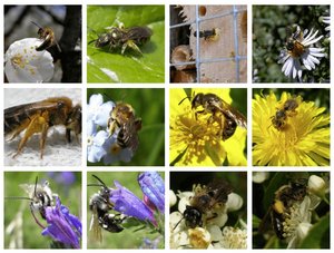 Fast die Hälfte der einheimischen Wildbienenarten ist bedroht. Helfen kann eigentlich jeder und jede. (Bild Screenshot bienen.ch) 