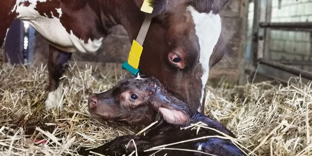 Nach der Geburt guthinhören kann helfen. (Bild sb)