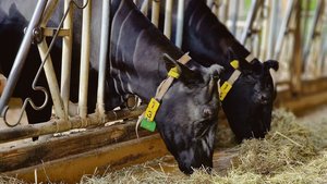 Die Holsteinkühe pro Die Holsteinkühe profitieren von einer grossen Population, die einen schnellen Zuchtfortschritt möglich macht, so auch im Bereich der Zellzahlen.