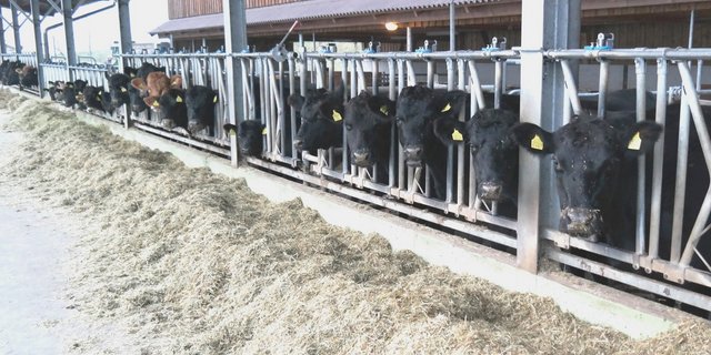 In der graslandbasierten Fütterung – wie hier auf dem Gutsbetrieb des Landwirtschaftlichen Zentrums Liebegg in Gränichen – liege die Zukunft der Schweizer Mutterkuhhaltung, sind sich verschiedene Fachleute einig. (Bild Josef Kottmann)