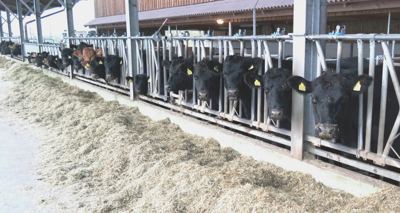 In der graslandbasierten Fütterung – wie hier auf dem Gutsbetrieb des Landwirtschaftlichen Zentrums Liebegg in Gränichen – liege die Zukunft der Schweizer Mutterkuhhaltung, sind sich verschiedene Fachleute einig. (Bild Josef Kottmann)