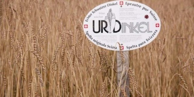 Die Nachfrage nach Urdinkel übertrifft das Angebot bei weitem. (Bild zVg)