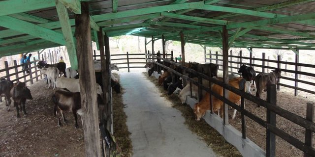 Die Herde scheint sich im neuen Unterstand wohl zu fühlen. (Bild Mirka Lötscher)