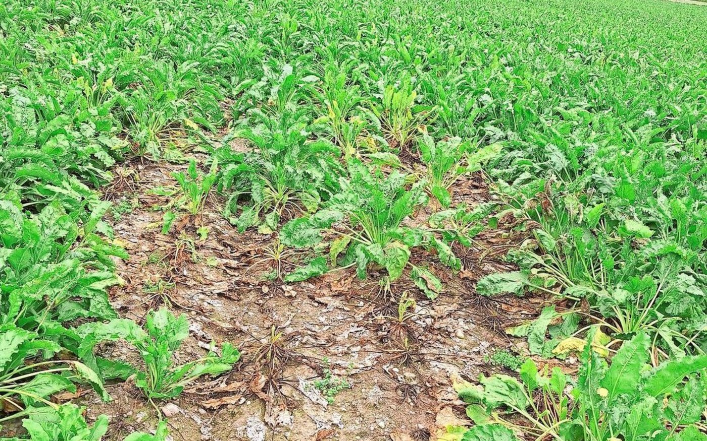 Rhizoctonia tritt meistens nesterweise im Zuckerrübenbestand auf. Bei massivem Befall sollten diese Nester bei der Ernte umfahren werden