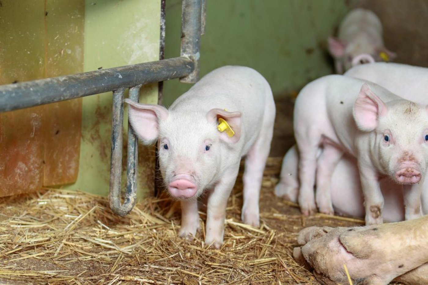 Bei einer Annahme des Gegenvorschlags könnten BTS und RAUS verwässert werden, befürchten die Initianten. (Bild Peter Röthlisberger) 