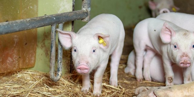 Bei einer Annahme des Gegenvorschlags könnten BTS und RAUS verwässert werden, befürchten die Initianten. (Bild Peter Röthlisberger) 