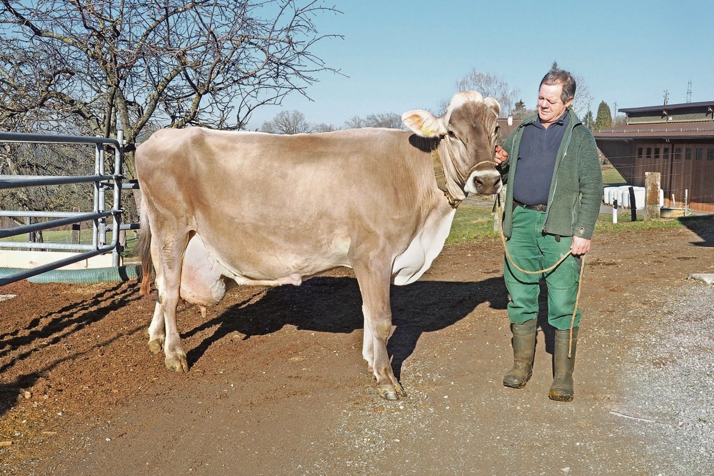 Auch Riva steht im Stall von Andreas Nef.