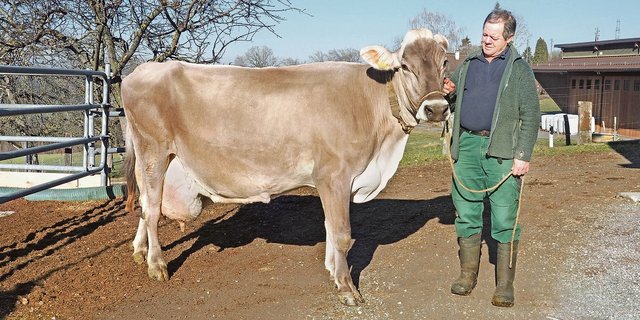 Auch Riva steht im Stall von Andreas Nef.