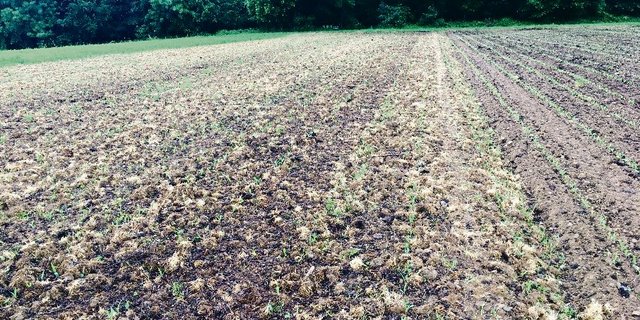 Durch eine Mulchsaat (l.) wird die Bodenstruktur geschont. Die Unkrautregulierung ist beim Pflugverfahren (r.) einfacher. (Bild zVg)