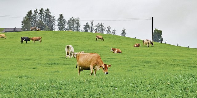 Steiners setzen bei der Eigenremontierung auf  Weiderassen wie Norwegisches Rotvieh und neuseeländische Jersey. Ein eher ungewohntes Bild im Appenzellerland, wo traditionell Braunvieh gehalten wird. (Bilder Stefanie Giger)