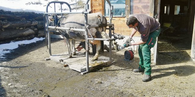 Sorgfältiges Arbeiten ist gefragt: Auf dem Lehrbetrieb von Toni Bergmann werden den Kühen die Klauen geschnitten. Grauviehkuh Ulme lässt die Prozedur ruhig über sich ergehen. (Bild Toni Bergmann)