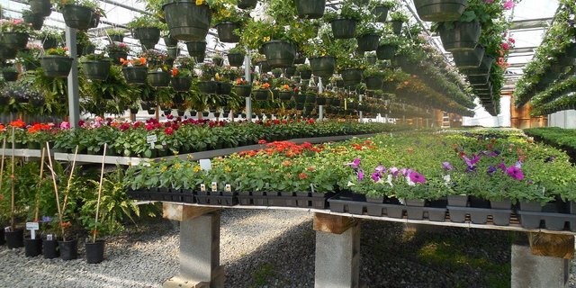 Bald dürfen Blumen und Gartenbedarf wieder in Geschäften verkauft werden. Märkte werden erst später wieder erlaubt. (Bild Pixabay)