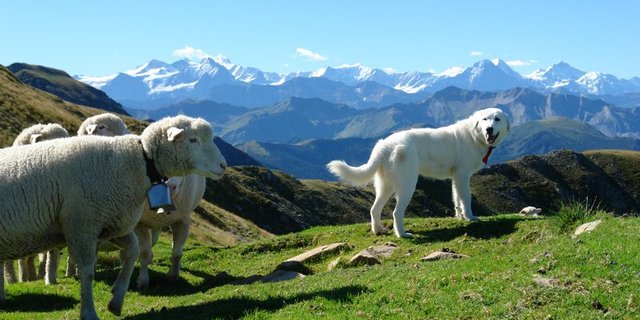 Die Wölfe hätten ihre Scheu verloren und Herdenschutz-Massnahmen seien wirkungslos geworden, schreibt der Bündner Bauernverband. (Bild BauZ)
