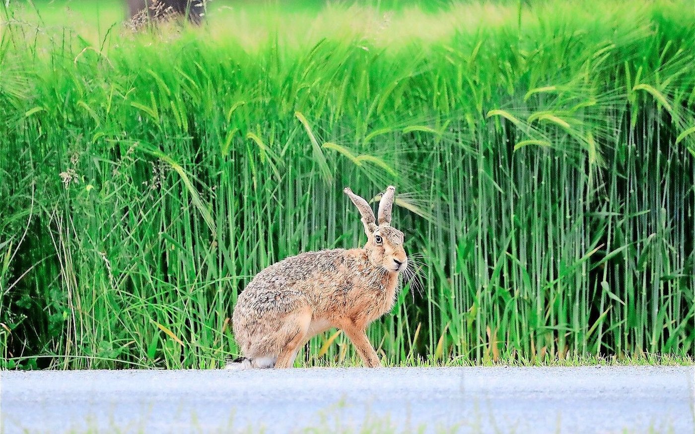 Charakterarten wie der Feldhase leiden gemäss Züger besonders unter Freizeitaktivitäten in ihrem Lebensraum, dem Kulturland.