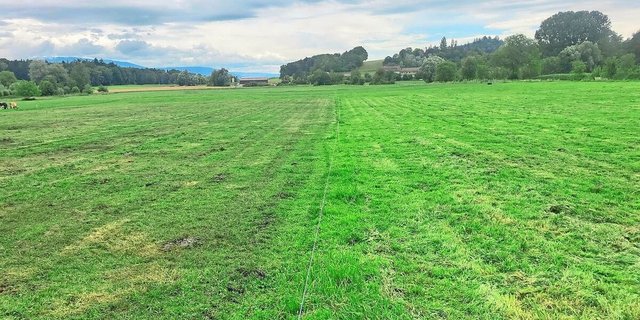 Die gelben Stellen auf einer frisch gemulchten Weide verraten: Hier war die Grasqualität tief.