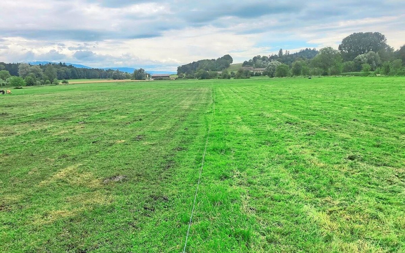 Die gelben Stellen auf einer frisch gemulchten Weide verraten: Hier war die Grasqualität tief.