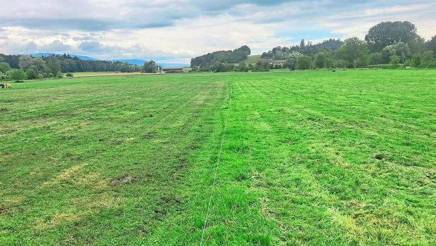 Die gelben Stellen auf einer frisch gemulchten Weide verraten: Hier war die Grasqualität tief.