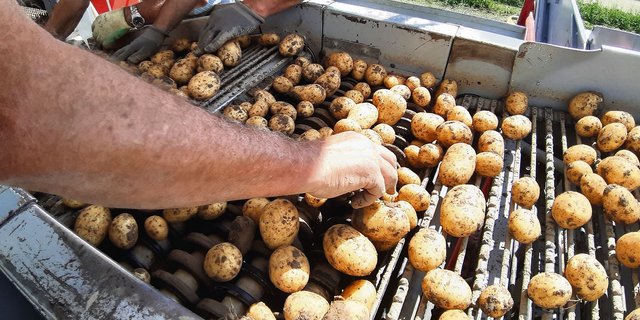 Die ersten Frühkartoffeln konnten im Seeland gegraben werden. Die Qualität ist mehrheitlich gut. (Bild Andrea Wyss)