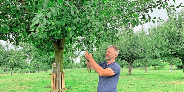 Urs Amrein begutachtet die Früchte an einem Apfelbaum. Auf dem Pro Specie Rara Archehof stehen noch über 600 Hochstammbäume von über 400 Sorten. Viele sind Patenbäume.   