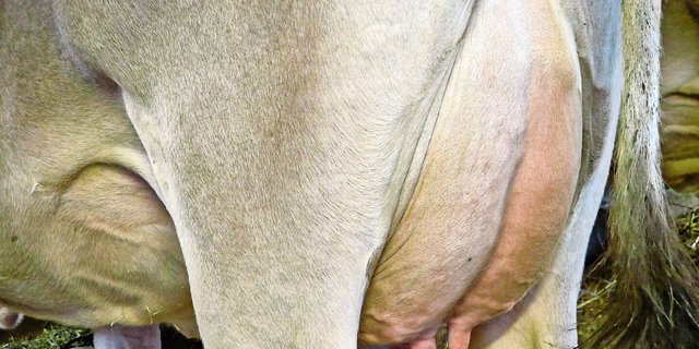 Antibiotika kommen beim Milchvieh meist aufgrund von Euterkrankheiten zum Einsatz.   