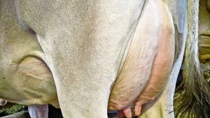 Antibiotika kommen b Antibiotika kommen beim Milchvieh meist aufgrund von Euterkrankheiten zum Einsatz.