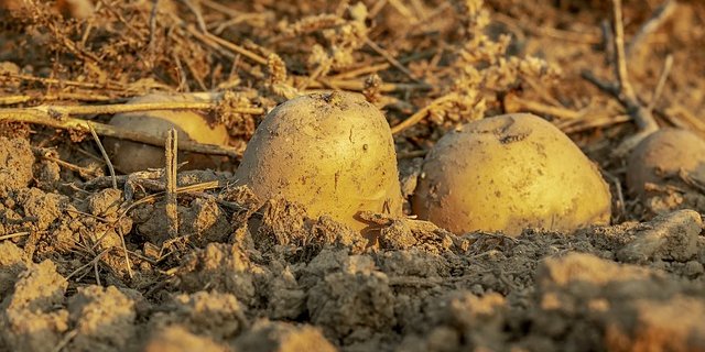 Jetzt wird gross geerntet. (Symbolbild Pixabay)