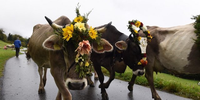 Der Alpabzug ist ein Höhepunkt am Prättigauer Alpspektakel. (Bilder zVg)