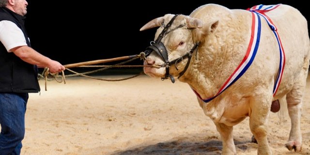 Die Ausstellung der Kolosse. Der schwerste Charolais-Bulle brachte satte 1470 kg auf die Waage. Weitere Bilder in der Bildergalerie. (Bild Martina Rüegger)