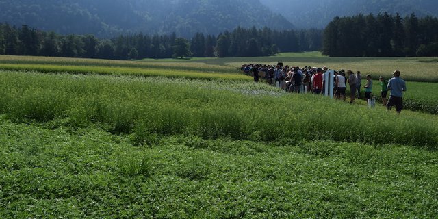 So sieht Vielfalt auf dem Bio-Acker aus: Am Feldtag wurden verschiedene Getreidesorten, Buchweizen, Lein, Linsen, Hirse, Quinoa und Hanf vorgestellt. (Bilder Stefanie Giger)