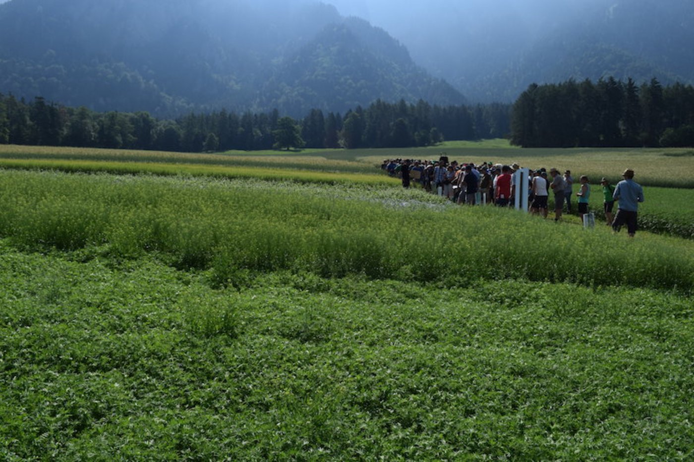 So sieht Vielfalt auf dem Bio-Acker aus: Am Feldtag wurden verschiedene Getreidesorten, Buchweizen, Lein, Linsen, Hirse, Quinoa und Hanf vorgestellt. (Bilder Stefanie Giger)