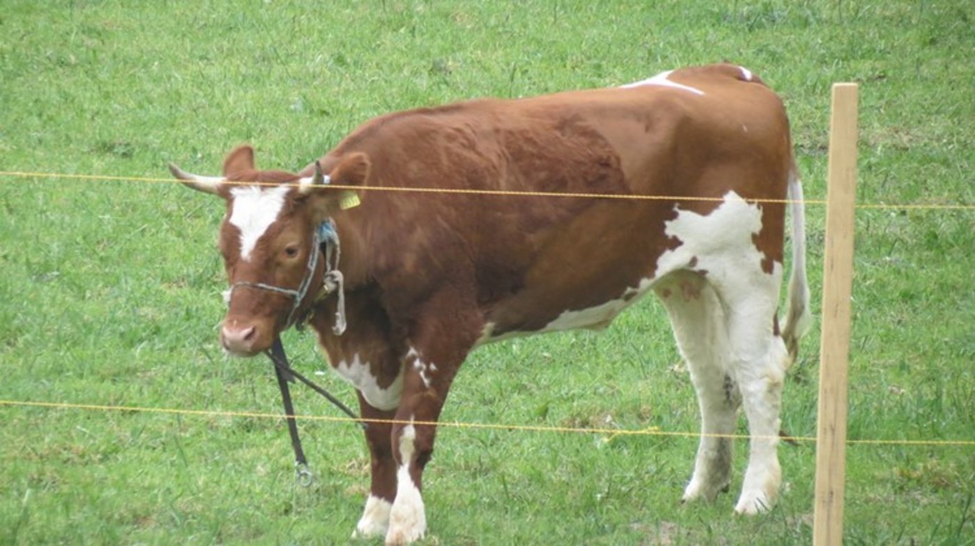 Spächtli lebt heute auf Gut Aiderbichel in Salzburg (AT). (Bild Gut Aiderbichel)