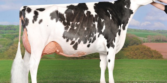 In Libramont dabei ist auch die aktuelle Grand Champion der Expo Bulle: Au Parchy Doorman Jolie von Gobeli Holstein, Gasser, Räz und Hullcrest Holstein. (Bild ws)
