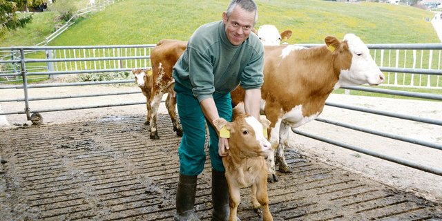 Erich Arnold mit den kleinen und leichten Hinterwälder Mutterkühen und Kälbern im Laufhof am Spazierweg auf Wirzweli. (Bild Josef Scherer)