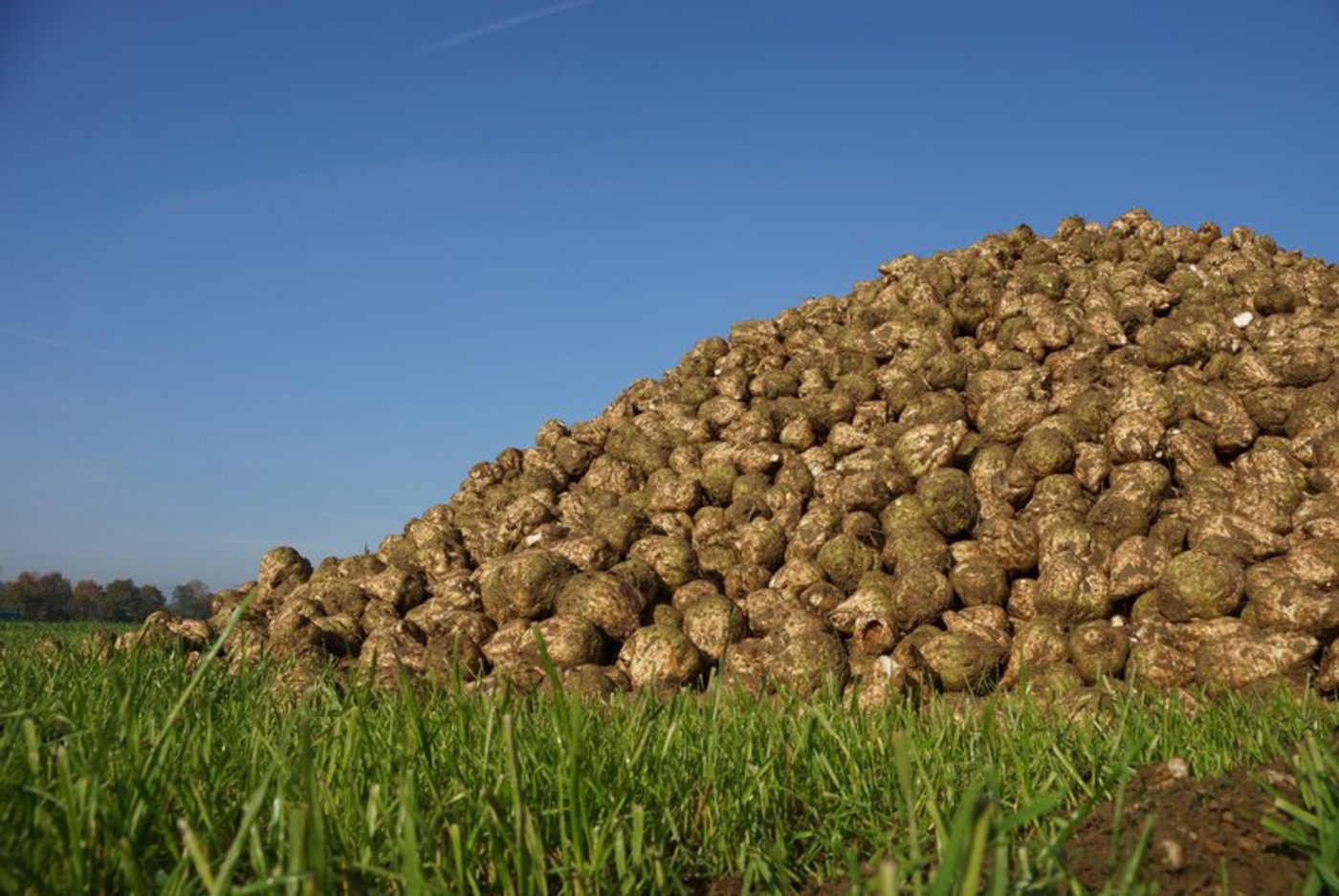 Es soll innerhalb des Rübenrings verschiedene Gruppen geben, in denen die Zukunft des Rübenanbaus diskutiert wird. (Bild BauZ)