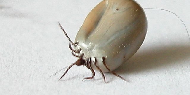 Eine vollgesogene Zecke. Die Blutsauger sind zunehmend das ganze Jahr aktiv. (Bild: Jost Jann)
