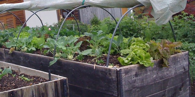 In Hochbeeten ist die Arbeitshöhe angenehmer – ansonsten gelten dieselben Gesetze wie im übrigen Garten. (Bild: Eveline Dudda)